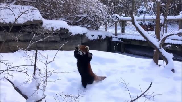 Red Panda the cutest animal on Earth!