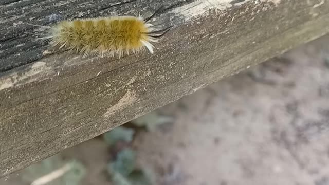 A catapiller doing it thing