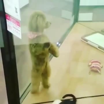 Tag that friend who’s always extra extra when there’s people around. @puppie.doggie