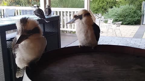 Kookaburra Snack Time