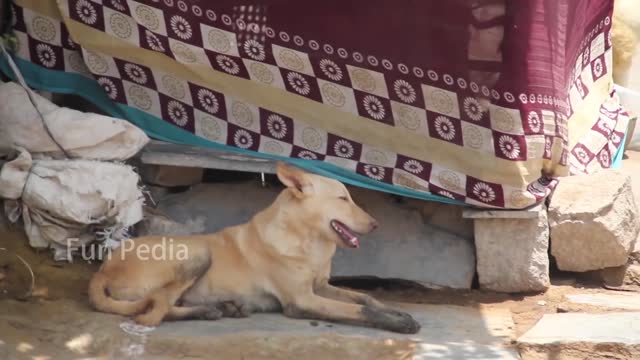 Fake biG LION prank DoG 🐕🤣 jumping FUNNY VIDEO can not stop laugh must watch video !