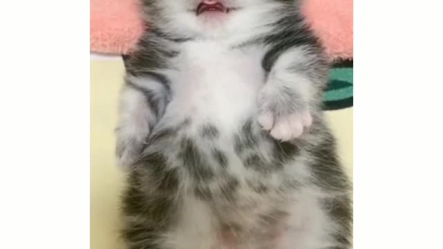 A cat caresses her newborn baby