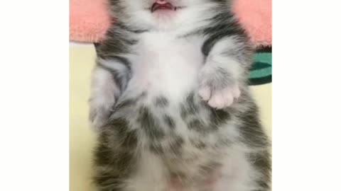 A cat caresses her newborn baby