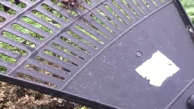 Huge sheetweb spider filmed in New Zealand