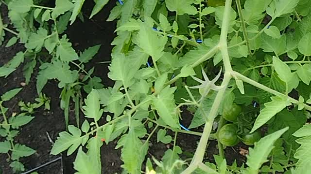 Showing off garden.