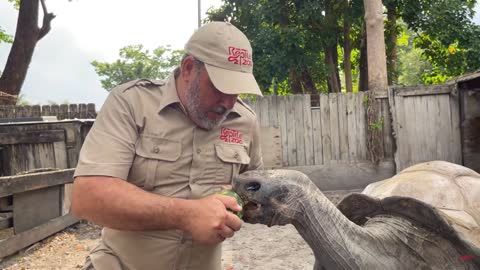 104 YEAR OLD TORTOISE