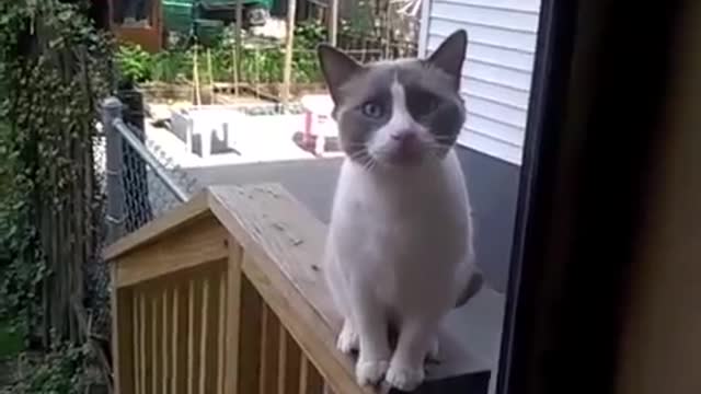 Cat saying sumthing