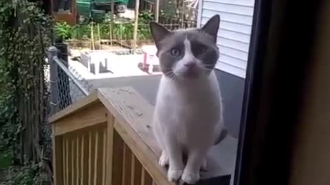 Cat saying sumthing