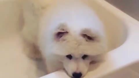 Bathe me now, hooman!