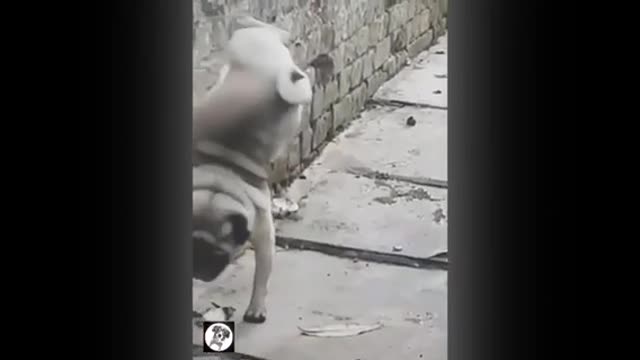 Pug life funny videos