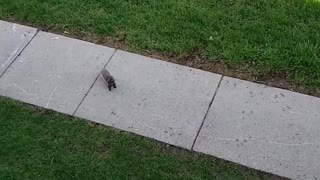 Feedin squirrel