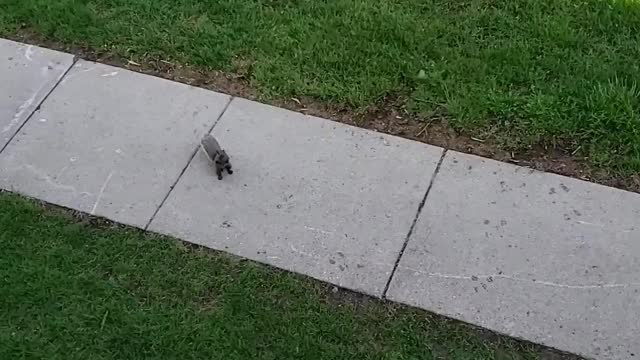 Feedin squirrel