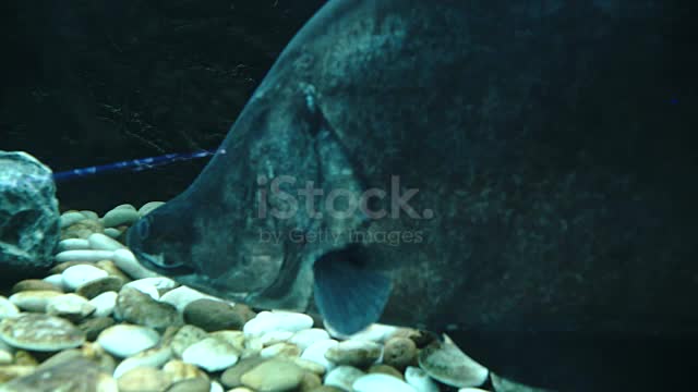 A colorful fish in fish tank