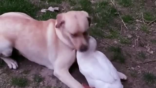 Dog and Duck miss each other so much.