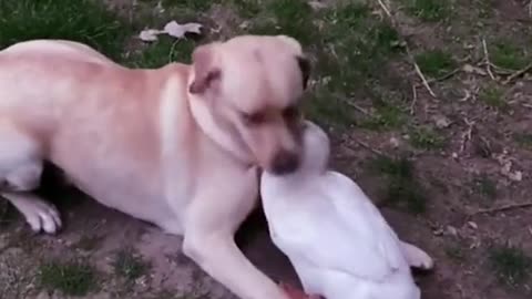 Dog and Duck miss each other so much.