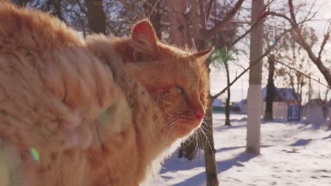 Old homeless red cat on the street. Close-up portrait cute American short hair cat. Cute cat face