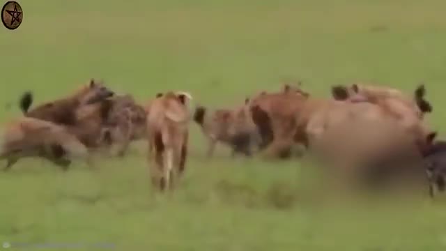 10 Most Savage Animal Rivalries In The World