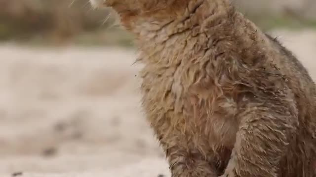 This is how a mother lets her baby play without getting angry