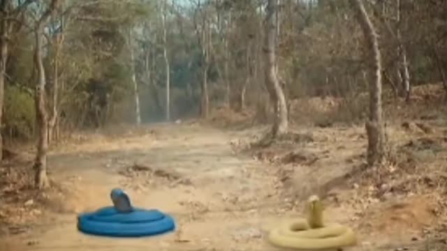 Mahek Pratha helps Shivanya save Rithik _ Naagin 6 Fanmade