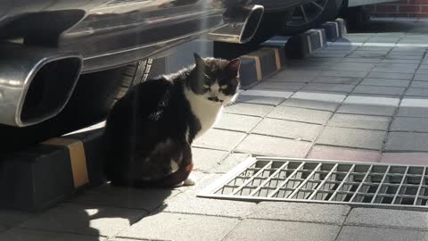 Street cat wandering in search of a warm place.