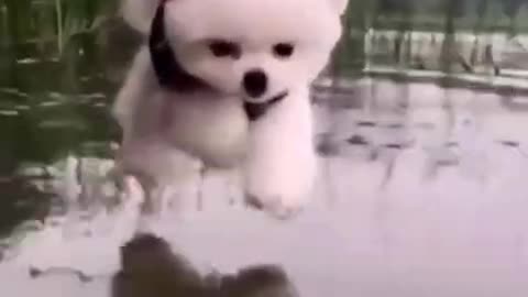 Cute pappy dog touching water