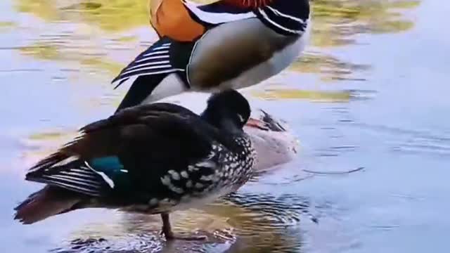 Mandarin ducks playing in the water