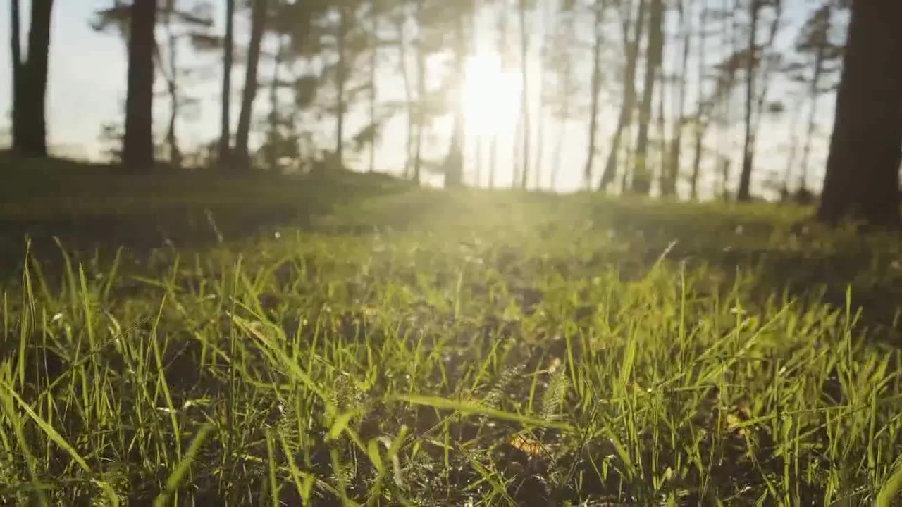 Green Grass Grows In A Pine Forest At Sunset