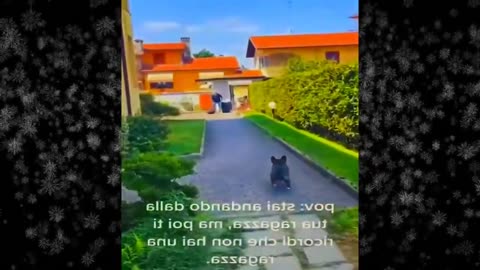 New Funny Videos 2024 😍 Funniest Cats & Dogs Videos🐶😹