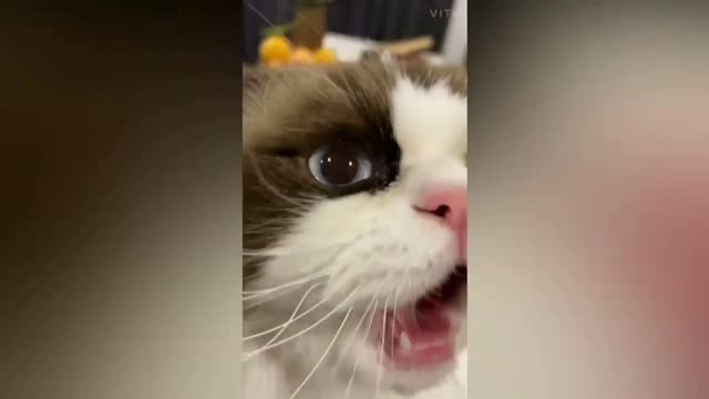 funny cute baby cats try not to laugh