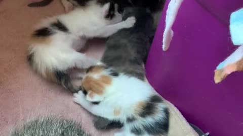 New community cat with kittens