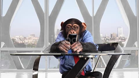 Chimpanzee and telephone