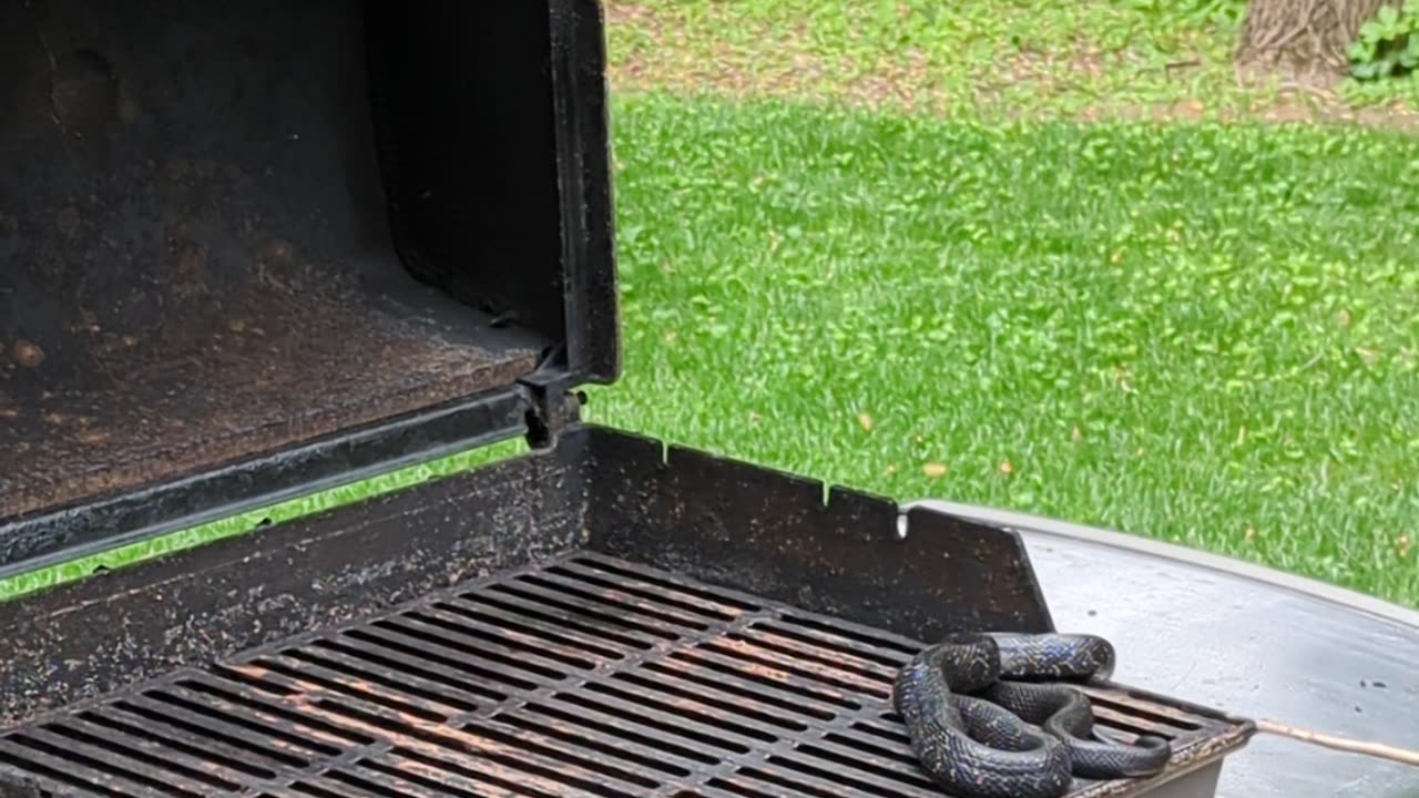 Black snake surprises family after opening the grill