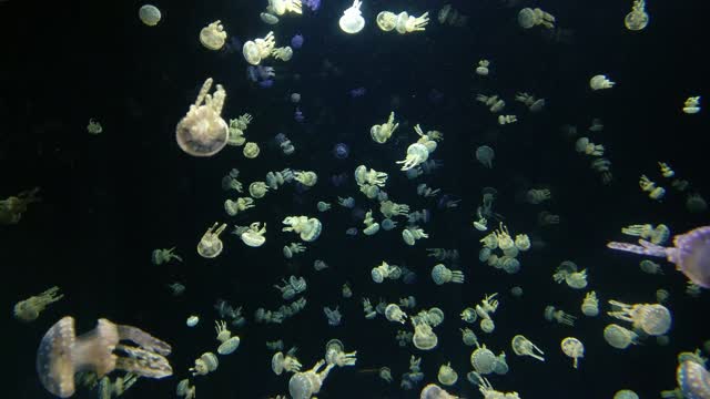 jellyfish under the sea