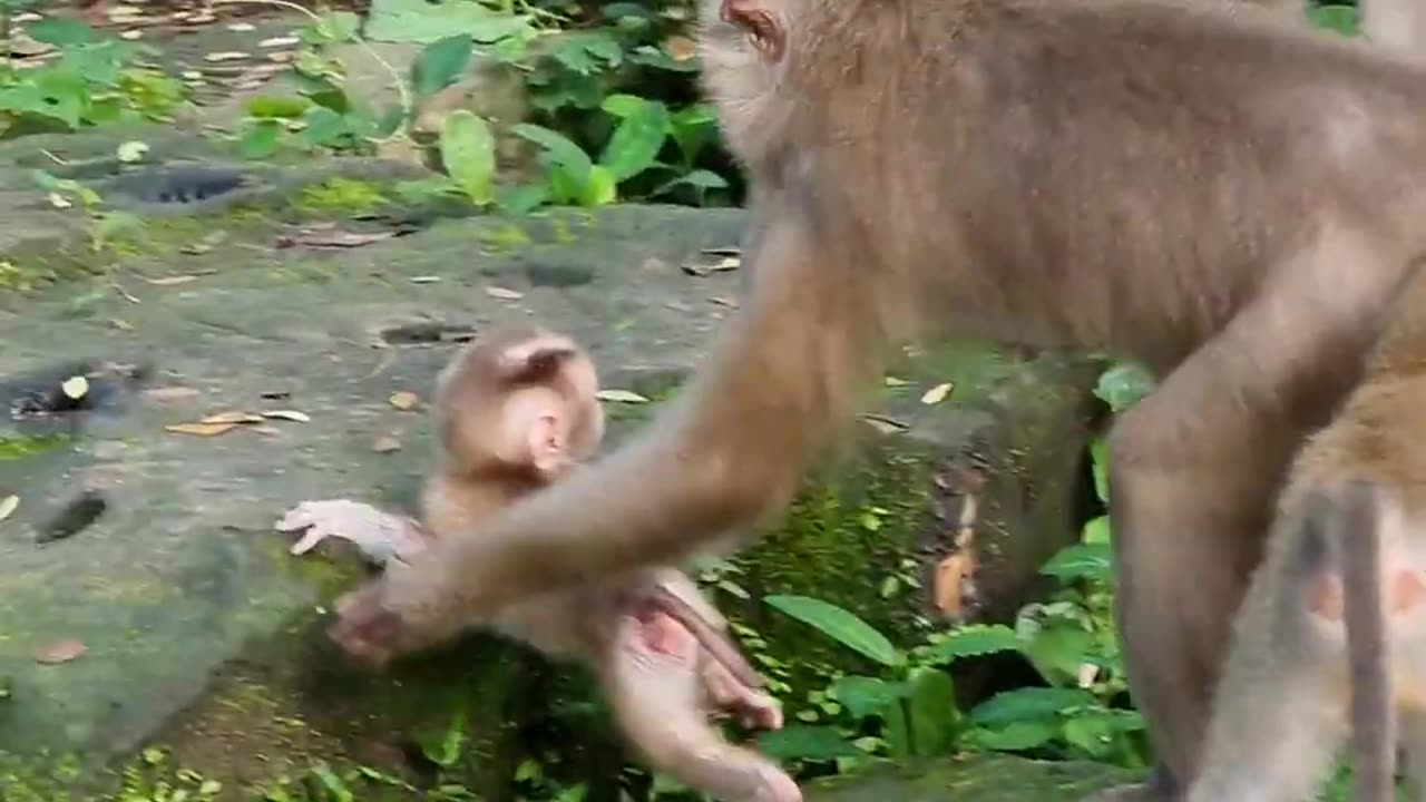 Super pity small baby monkey, mommy playing like enemy 😭