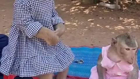Our beautiful monkey singing and dancing