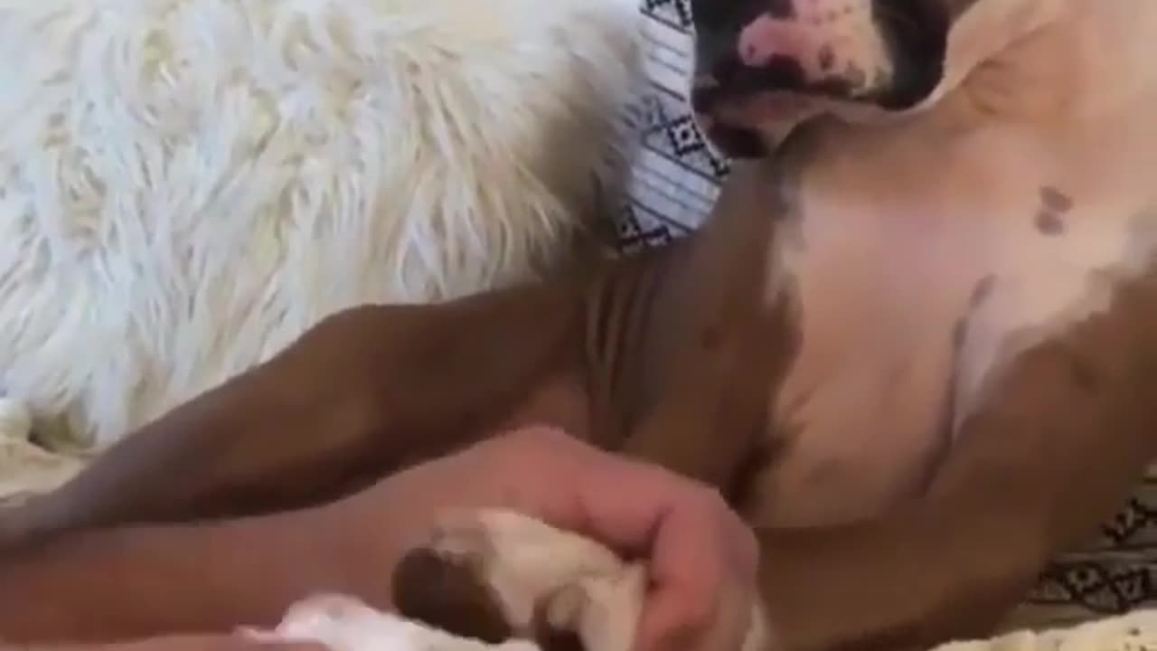 Funny animal videos|Cute animal videos |Funny dog&cat videos|Hilarious pet videos|Funny video