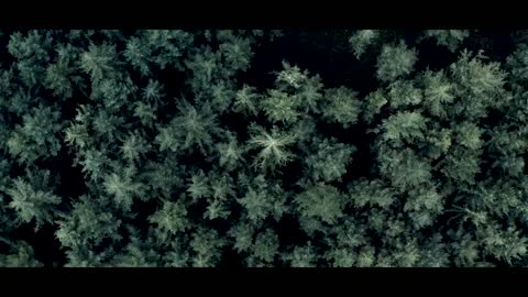 Forest Whisper - Canon R5 Cinematic