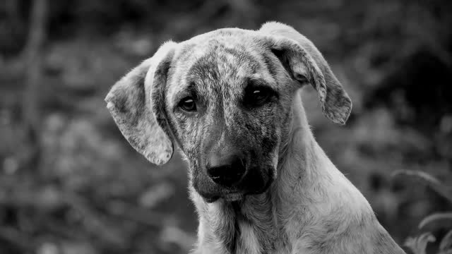 Black And White Animal Dog Domestic Mammal Colombia
