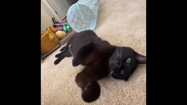 Funny Cats Video 😹😹 To Make Your Day