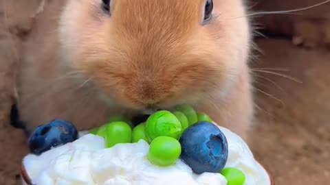 Cute rabbit