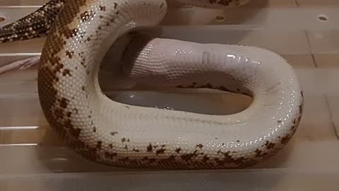 Kenyan sand boa eating