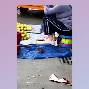 Mouse tries to take us flies but the manhole gets in the way