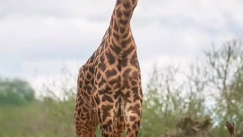 Animal World Giraffe