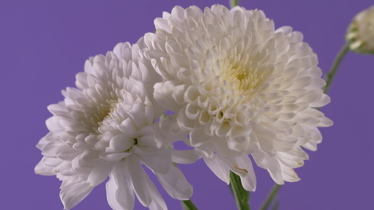 Two white flowers