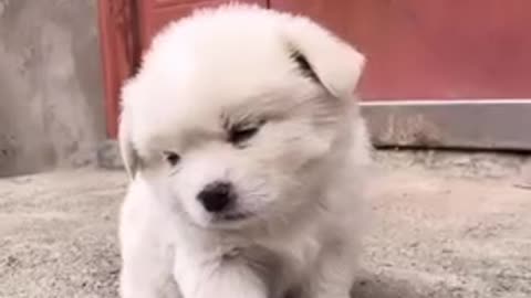 Sleepy dog very cute