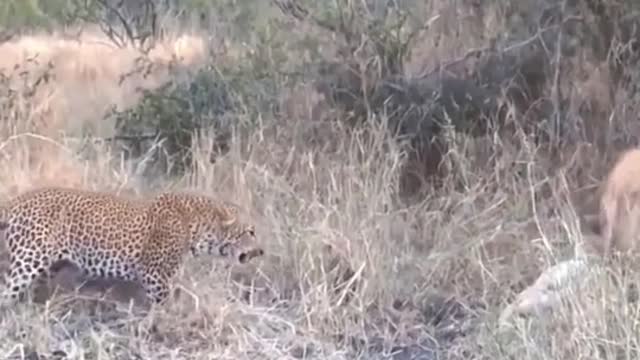 Hyena is strong enough to handle leopard with easy