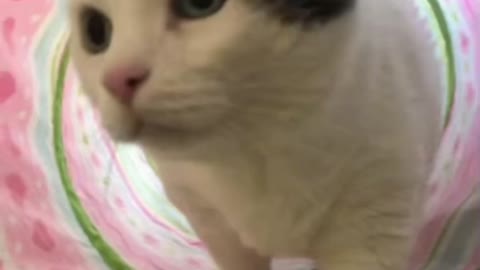 Cute Cat Gif