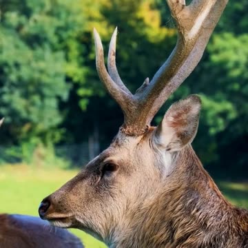 WildLife #wildlife #nature #animals