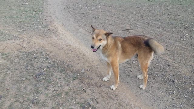 Talking to smart dogs