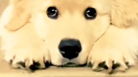 Cute pet with awesome face